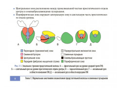 Клинические нормы. Ультразвуковое исследование предстательной железы - Фото 4