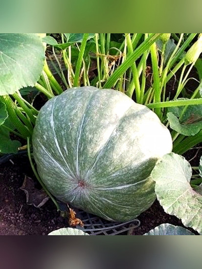 Семена тыквы «Лечебная»