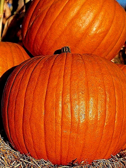 Семена тыквы крупноплодной «Коннектикут филд»