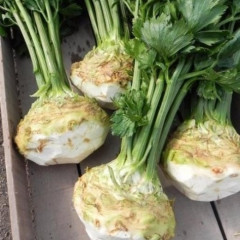 Семена сельдерея корневого «Бодрячок» - Фото 1