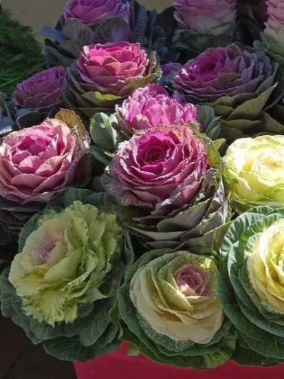 Капуста декоративная «Принцесса»