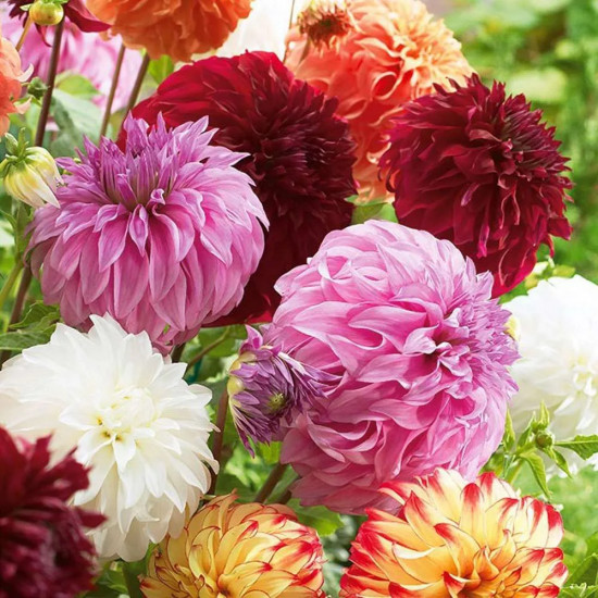 Георгина «Декоративные гиганты» смесь