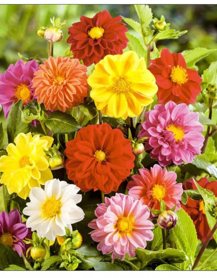 Семена георгинов «Ранняя птичка махровая»