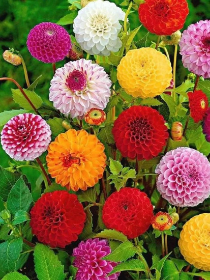 Семена георгинов «Шаровидная, смесь»