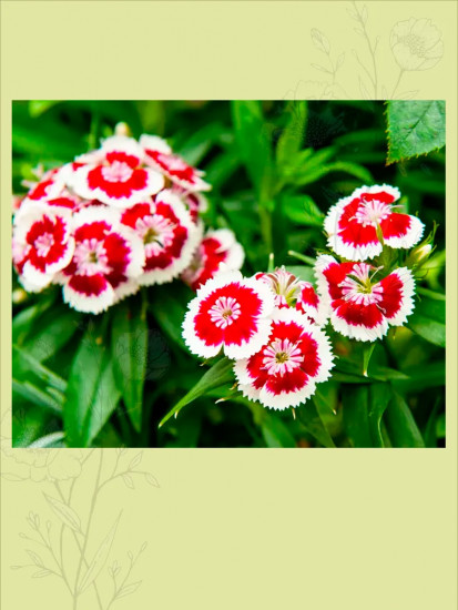 Семена гвоздики турецкой «Княжна»