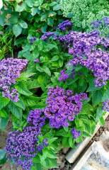 Гелиотроп древовидный «Марина» - Фото 1