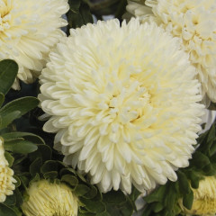 Астра «Александрия кремовая» - Фото 1