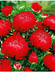 Астра «Алые паруса» - Фото 1