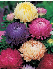 Астра «Дюшес» - Фото 1