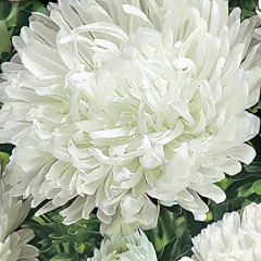 Астра «Королевский размер» - Фото 1