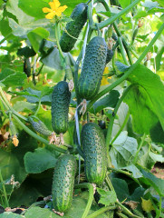 Семена огурца «Щедрик F1» - Фото 1