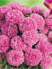 Астра «Монпансье карминная карликовая» - Фото 1