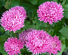 Астра «Седая Дама» - Фото 1