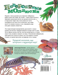 Моллюски, кораллы, морские звёзды, морские ежи - Фото 1