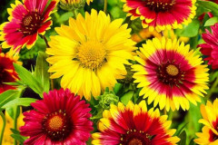 Гайлардия «Монтана смесь» - Фото 1