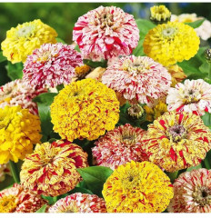 Цинния «Бон-Бон биколор смесь» - Фото 1