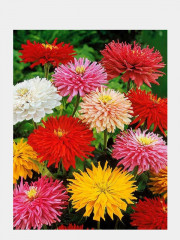 Цинния Кактусовидная - Фото 1