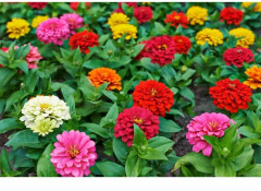 Цинния Калифорнийская - Фото 1