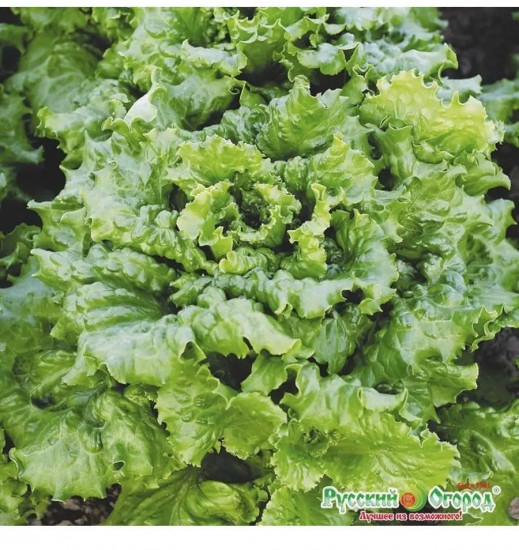 Семена салата «Кучерявец Одесский полукочанный»