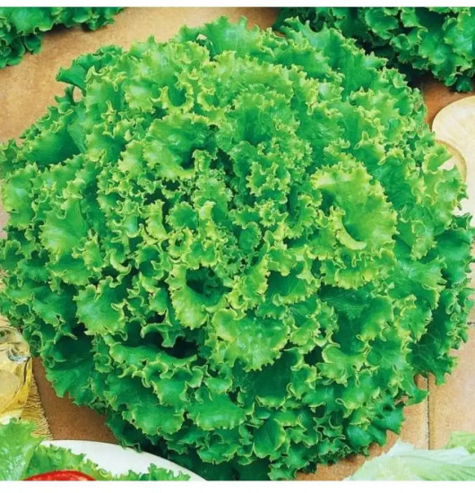 Семена салата «Кучерявец Одесский полукочанный»