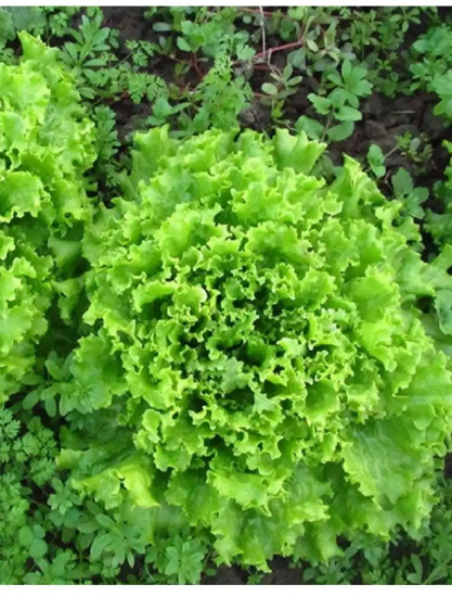 Семена салата «Кучерявец Одесский полукочанный»