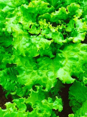 Семена салата листового «Тайфун» - Фото 1