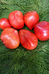 Семена томата коллекционные «Дробленое сердце» - Фото 1