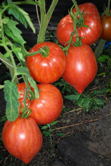 Семена томата коллекционные «Дробленое сердце» - Фото 2