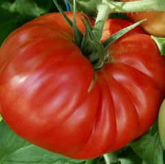 Семена томата коллекционные «Шунтукский великан» - Фото 1