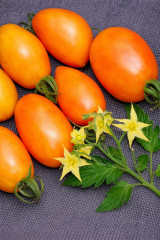 Семена коллекционные томата «Луч» - Фото 2