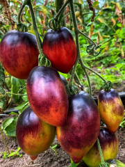 Семена коллекционные томата «Паскаль из Пикардии» - Фото 2