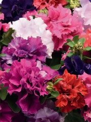 Семена петунии «Каскад Махровая смесь F1» - Фото 1