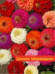 Цинния шаровидная - Фото 1