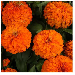 Семена. Цинния низкорослая «Фея Оранжевая» - Фото 1