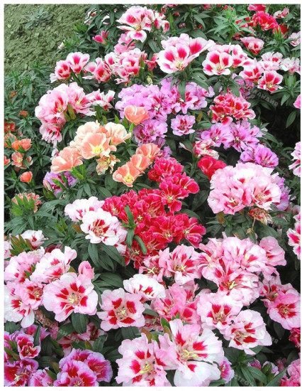 Годеция «Монарх»