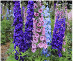 Семена. Дельфиниум «Гигантская смесь окрасок» - Фото 1