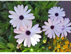 Семена диморфотеки «Веселая Кадриль» - Фото 1