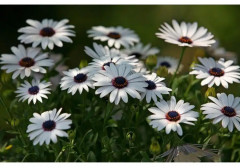 Семена диморфотеки «Веселая Кадриль» - Фото 2