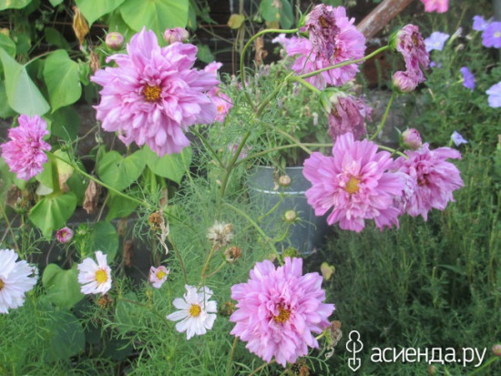 Космея «Барышня»