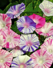 Ипомея «Карнавалы Венеции, смесь сортов» - Фото 1