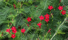 Ипомея «Квамоклит красная» - Фото 1