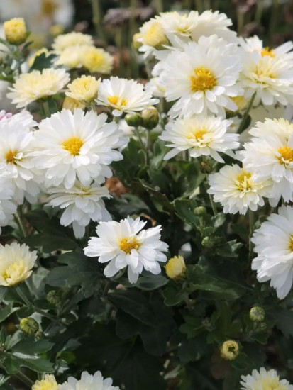 Хризантема «Ариэль Многолетняя»