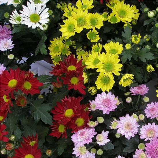 Хризантема корейская «Бархатная осень»