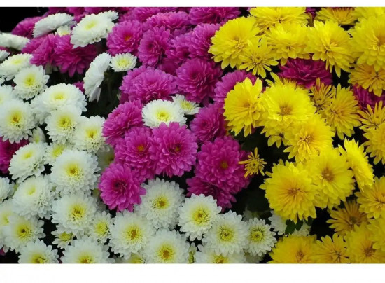 Хризантема «Звезды галактики»