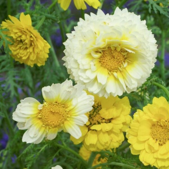 Семена хризантемы увенчанной «Махровая, смесь окрасок»