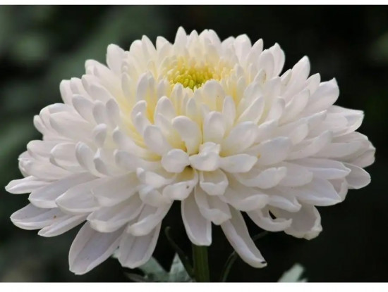 Семена хризантемы «Торжество»