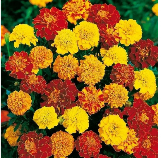 Семена бархатцев отклоненных «Бонита смесь»