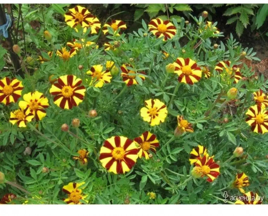 Семена бархатцев «Весёлый клоун отклоненные»