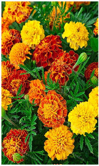 Бархатцы «Смесь окрасок»