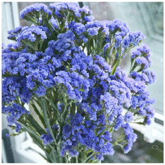 Статица «Суприм голубая» - Фото 1